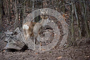 Roe deer group in the forest