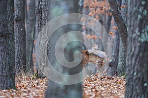Roe deer group in the forest