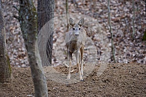 Roe deer group in the forest