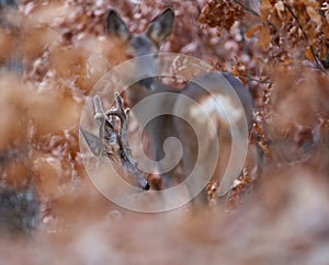 Roe deer group in the forest