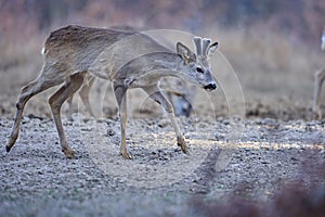 Roe deer group in the forest