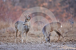 Roe deer group in the forest