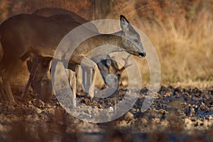 Roe deer group in the forest