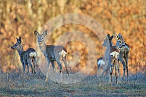 Roe deer group in the forest