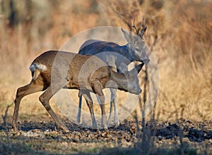 Roe deer group in the forest