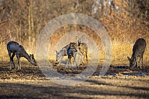 Roe deer group