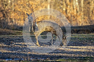 Roe deer group