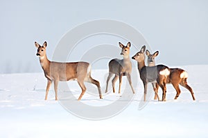 Roe deer group in winter in a sunny day. photo