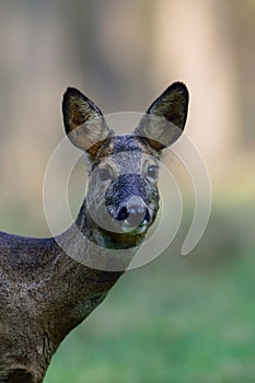 Roe deer head portrait, march