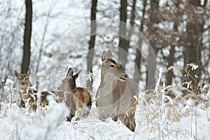 Roe deer with his offspring in winter scenery