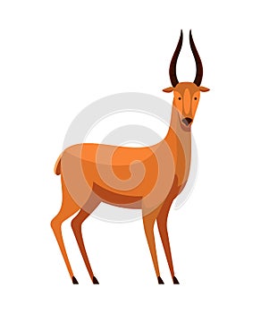 Roe deer with horns wild animal isolated on white