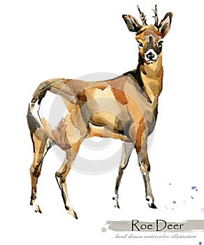 Roe Deer isolated on white watercolor illustration. Wild animal