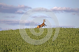 Roe deer jumping on the field