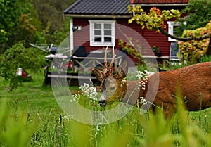 Roe deer  just outside a small sweet red wooden house