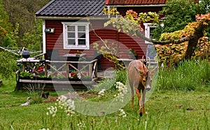 Roe deer  just outside a small sweet red wooden house