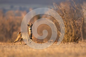 Roe deer looking on dry glade in autumn with copy space