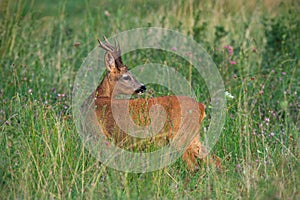 Roe deer looking over the shoulder on meadow in summer