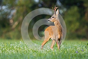 Roe deer looking over the shoulkder on blooming meadow in summer