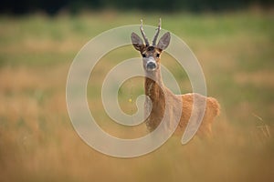 Roe deer looking to the camera on field in autumn nature