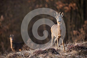 Roe deer looking to the camera on meadow in spring