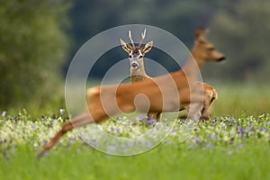 Roe deer looking to jumping doe in front of him on meadow.