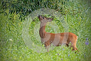 Roe deer male feeding himself with tree branch in the forest meadow in summer