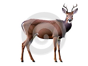 Roe deer male with horns, isolated on white