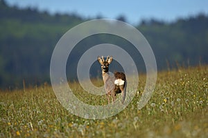 Roe deer male on the magical green grassland