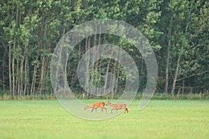 Roe deer male on the magical green grassland