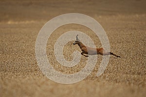 Roe deer male on the magical green grassland