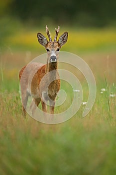 Roe deer male on the magical green grassland