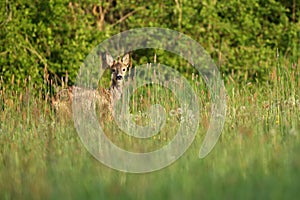 Roe deer male on the magical green grassland