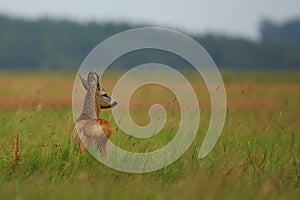 Roe deer male on the magical green grassland