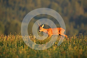 Roe deer male on the magical green grassland