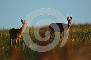 Roe deer male on the magical green grassland