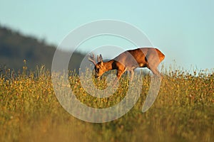 Roe deer male on the magical green grassland