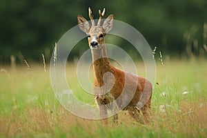 Roe deer male on the magical green grassland