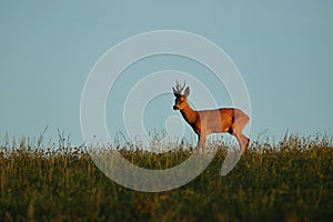Roe deer male on the magical green grassland