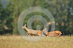 Roe deer male on the magical green grassland