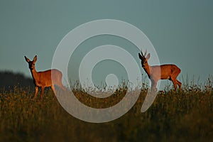 Roe deer male on the magical green grassland