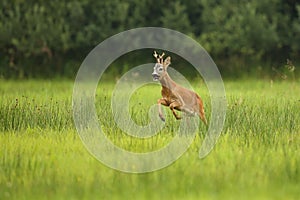 Roe deer male on the magical green grassland