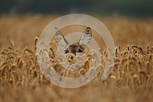 Roe deer male on the magical green grassland