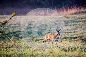 Roe deer male walking alone in a meadow