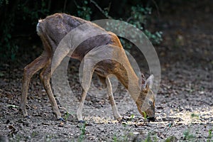 Roe deer with mange