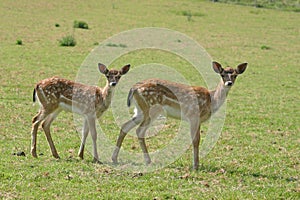 Roe deer on a meadow