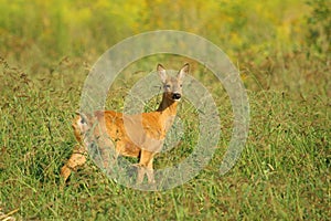 Roe deer on a meadow