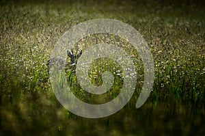 Roe deer in meadow