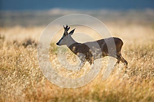 Roe deer in meadow