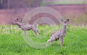 Roe deer in the meadow in the early spring