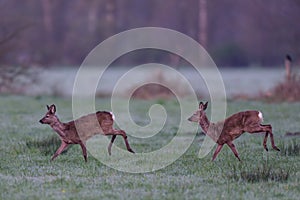 Roe deer on the meadow